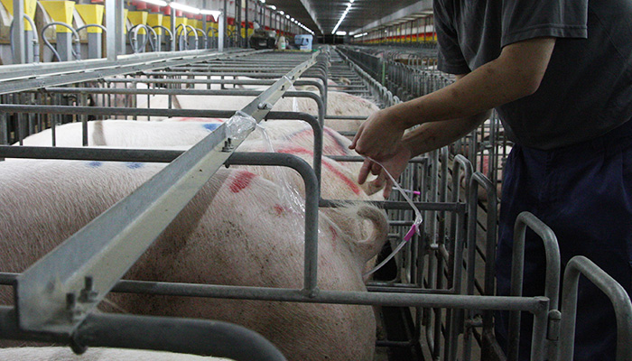 繁殖部門　交配舎